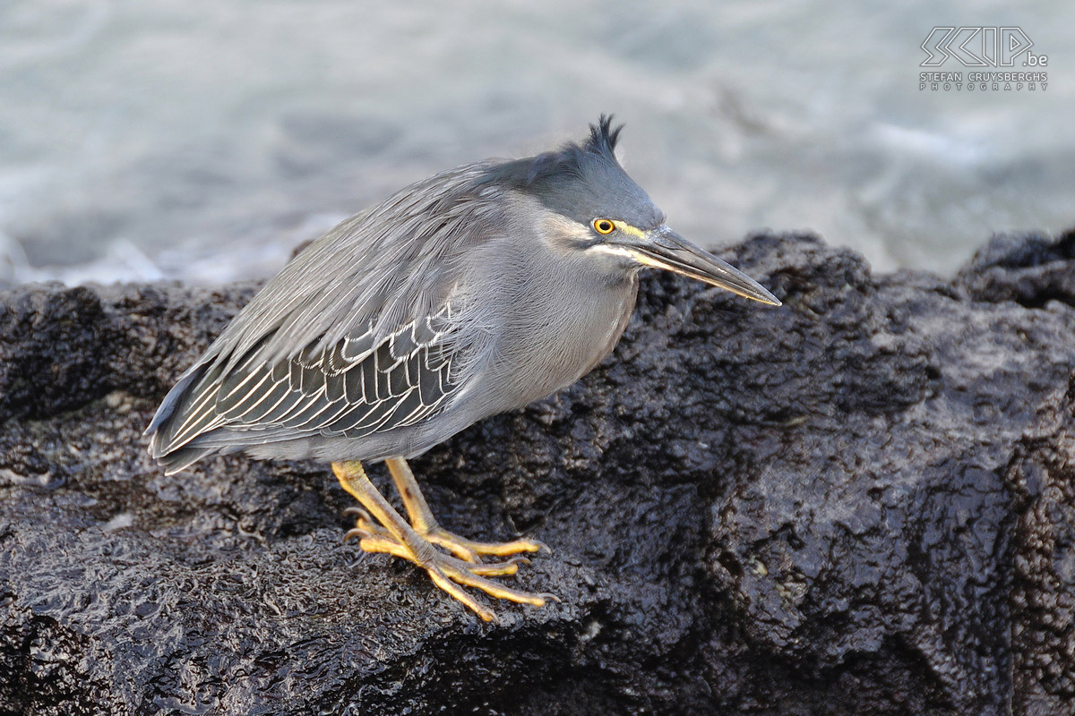 Galapagos - Isabela - Striated heron Striated herons (butorides striatus) and lava herons can be found on almost all beaches and rock coasts. Stefan Cruysberghs